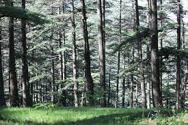 deodar forest himachal
