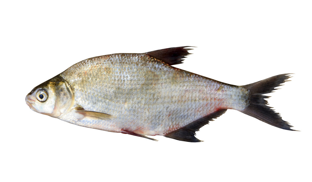 Fresh fish isolated over white background